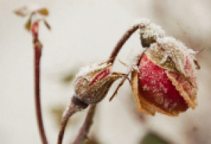 Photo d'une rose gelée